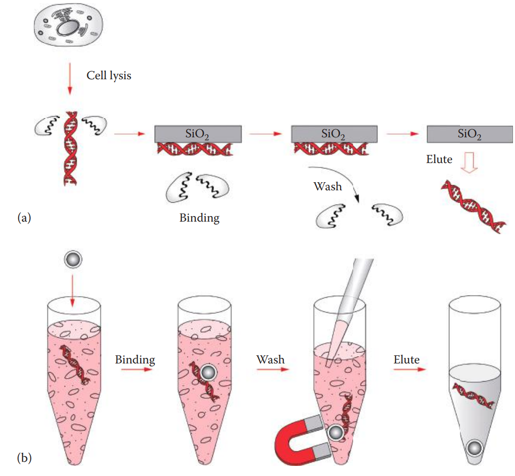 Silica-based DNA extractions. (a) Cells are lysed in the presence of proteinase. (b) Using silica-coated paramagnetic particles for DNA extraction.
