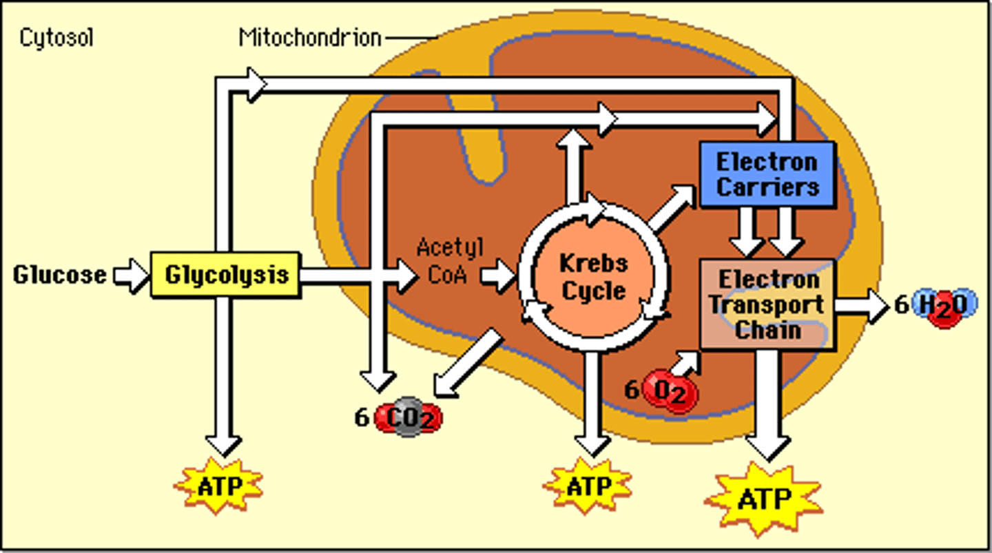 <p>1st step of aerobic AND anaerobic respiration (fermentation) , occurs in cytoplasm; splits one glucose into 2 pyruvic acids, makes 2 ATP and NADH</p>