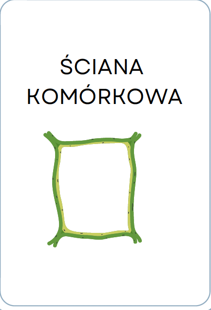 <p>ŚCIANKA KOMÓRKOWA</p>