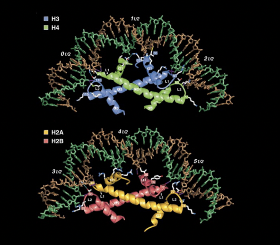 <ul><li><p>one tetramer</p></li><li><p>two dimers</p></li></ul><p></p>