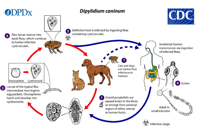 <ol><li><p>gravid proglottids are passed intact in the feces or emerge from perianal region of either animal/human hosts</p></li><li><p>larvae of flea (int host) ingests egg packets</p></li><li><p>oncospheres hatch and develop into cystercoids</p></li><li><p>definitive host infected by contaminated fleas</p></li><li><p>adults live in small intestine</p></li></ol><p></p>
