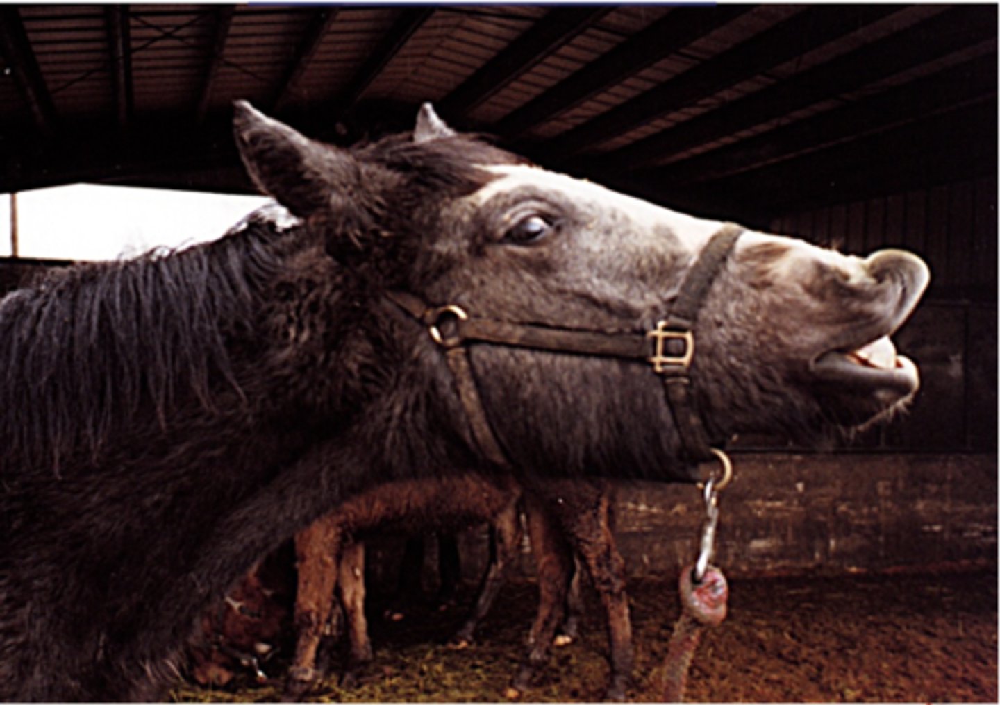 <p>a portion of the mammalian olfactory system that is sensitive to pheromones</p>