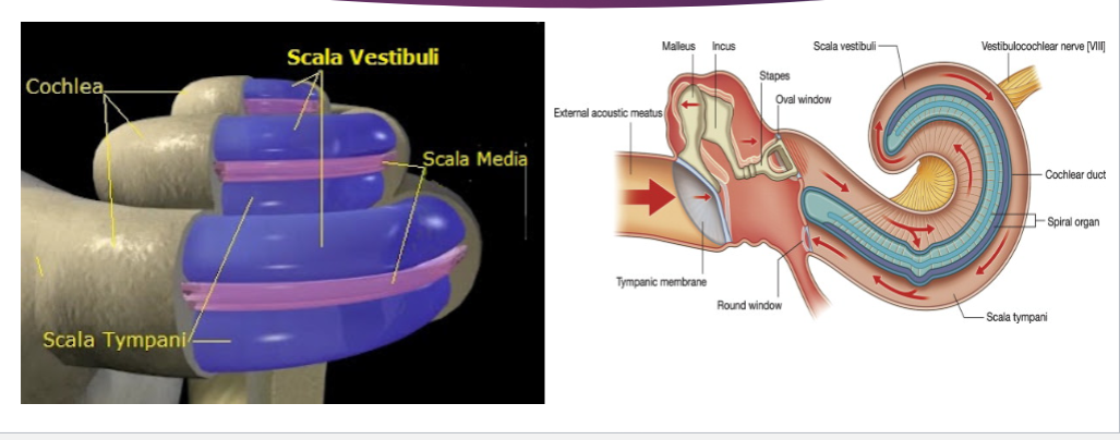 <ul><li><p>Cochlea</p></li><li><p>organ of corti</p><ul><li><p>action potentials</p></li><li><p>Contains hair cells (inner and outer) with stereocilia that detect sound vibrations.</p></li><li><p>When sound waves cause fluid movement in the cochlea, the basilar membrane vibrates, bending the stereocilia.</p></li><li><p>This bending opens ion channels, triggering electrical signals.</p></li><li><p>These signals are sent via the auditory nerve to the brain, where they're interpreted as sound.</p></li></ul></li></ul><p></p>