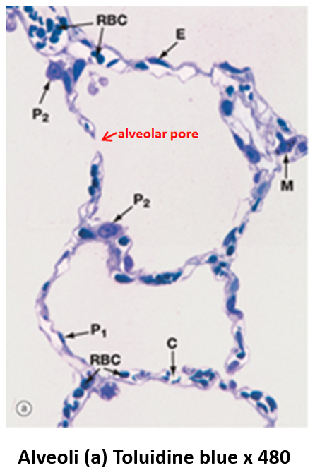 <p>They connect adjacent alveoli, providing <strong>alternate pathways for air circulation</strong>.</p>