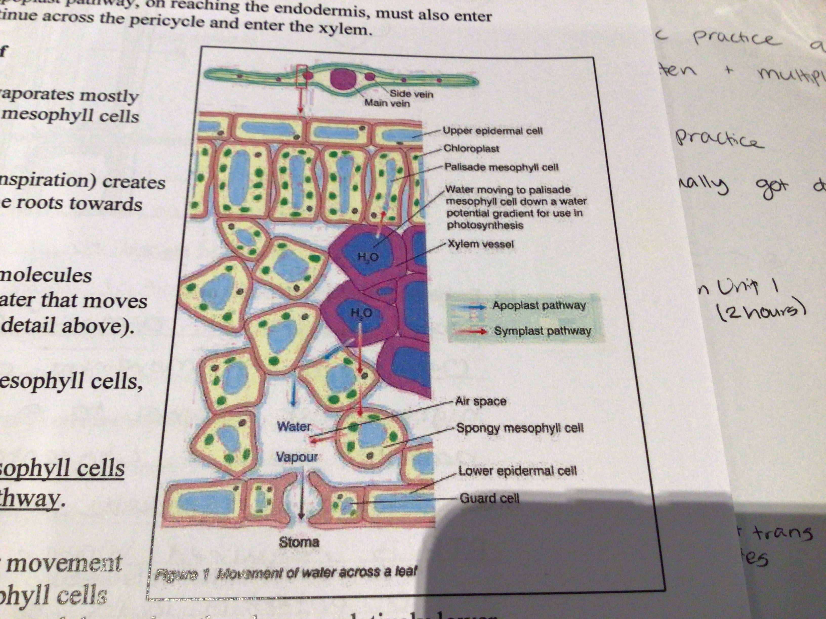 <p>Once water is lost from the spongy mesophyll cells and into the air spaces around them, they have a relatively lower water potential as they have lost water from their cytoplasm.</p><p>So water enters from neighbouring cells</p><p>These adjacent cells have also lost water so they also need more water from neighbouring cells</p><p>In this way a water potential gradient is established that pulls water from the xylem across the leaf mesophyll and finally into the atmosphere</p>