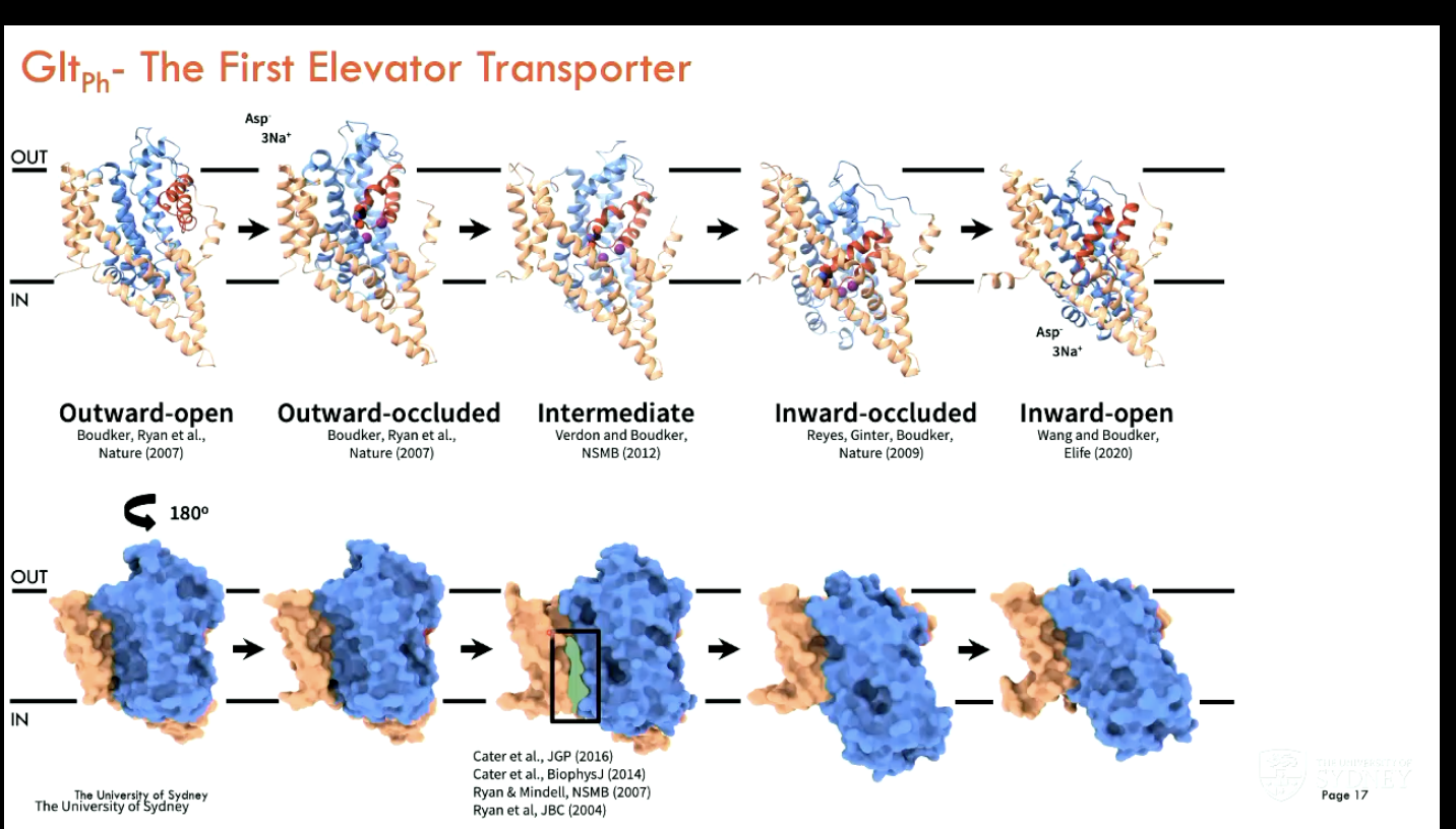<p>Glt<sub>ph</sub> is the first elevator transporter</p><ol><li><p><strong>Binding:</strong> Sodium ions and substrate (like aspartate) bind to the transport domain on the outside of the membrane.</p></li><li><p><strong>Elevator movement:</strong> The transport domain slides down through the membrane like an elevator, carrying the bound substrate to the inside.</p></li><li><p><strong>Release:</strong> Substrate and sodium are released inside the cell.</p></li><li><p><strong>Reset: </strong>The empty transport domain moves back up to the original position to start another cycle.</p></li></ol><p></p>