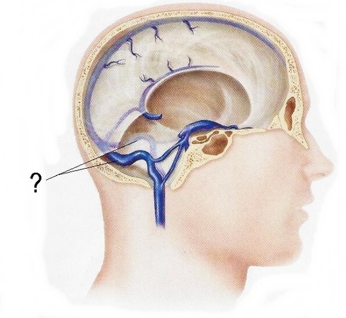 Run within the terntorium cerebelli's posterior border