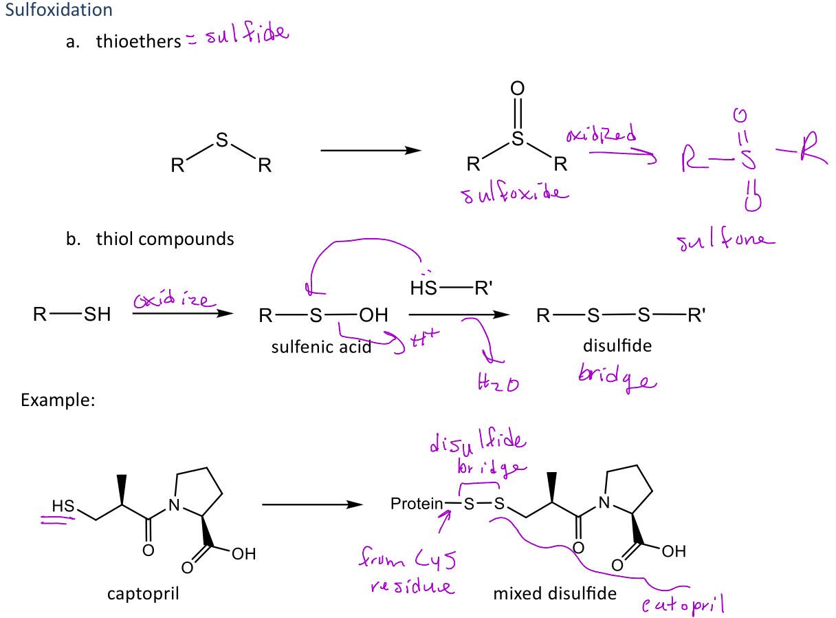 <p>A type of reaction in phase 1 metabolism that is seen in thioethers and thiol compounds </p><p>-<em>In thioethers (sulfides)</em> the functional group is converted into a sulfoxide (ketone with sulfur instead of oxygen) </p><p>-<em>In thiol compounds (-SH)</em>, the thiol is oxidized into <em>sulfenic acid</em> which will react with another thiol compound to produce a <em>disulfide bridge</em></p>