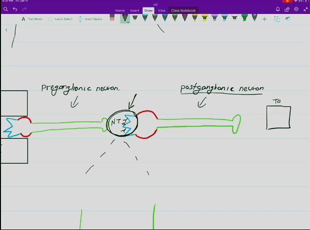 <ul><li><p>Located in the PNS</p></li><li><p>Releases either acetylcholine or norepinephrine as its neurotransmitter, as either could have a stimulatory or inhibitory effect, depending on the target organ.</p></li><li><p>Synaptic cleft located between the postganglionic neuron and the target organ.</p></li><li><p>Has a nonmyelinated axon leading away from the ganglion that extends towards the effector organ.</p></li></ul><p></p>
