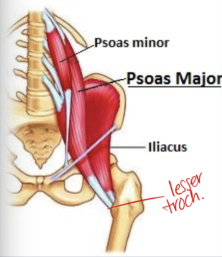 <ul><li><p>greater pelvis muscle</p></li><li><p><strong>origin</strong>: lumbar spine</p></li><li><p><strong>insertion</strong>: lesser trochanter (posterior femur)</p></li><li><p><strong>courses inferiorly</strong></p></li><li><p><strong>DOES NOT ENTER</strong> <strong>true pelvis</strong></p></li><li><p><strong>joins iliacus</strong> muscle to <strong>form iliopsoas </strong>muscle</p></li><li><p>“paired muscles that originate at transverse process of lumbar vertebrae and extends inferiorly through false pelvis on pelvic sidewall, where it unites with iliacus muscle to form iliopsoas muscle before inserting into lesser trochanter of the femur; serves to flex the thigh toward the pelvis”</p></li></ul><p></p>