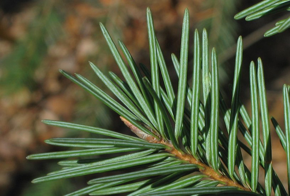 <p><span>Pseudotsuga menziesii. 3-pronged cones</span></p>