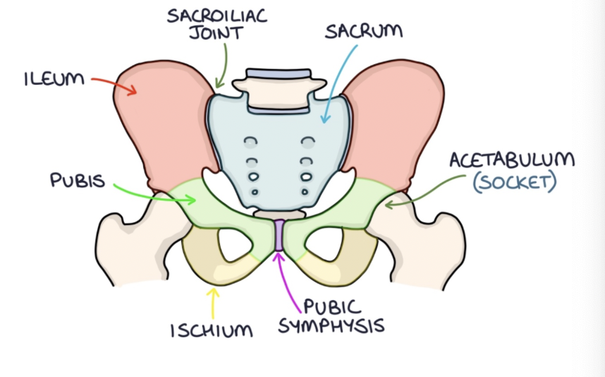 <p>connects with the acetabulum (socket) of the pelvis to form the hip joint </p>
