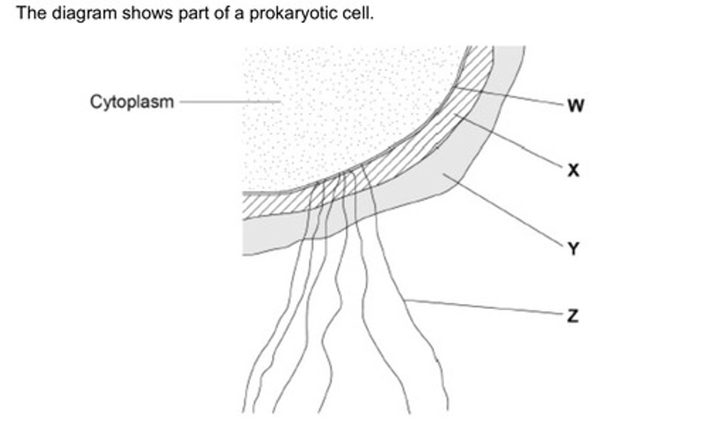 <p>Name the structures labelled W to Z in the diagram (2 marks)</p>