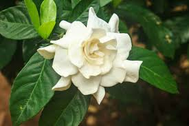 <p>Gardenia</p>