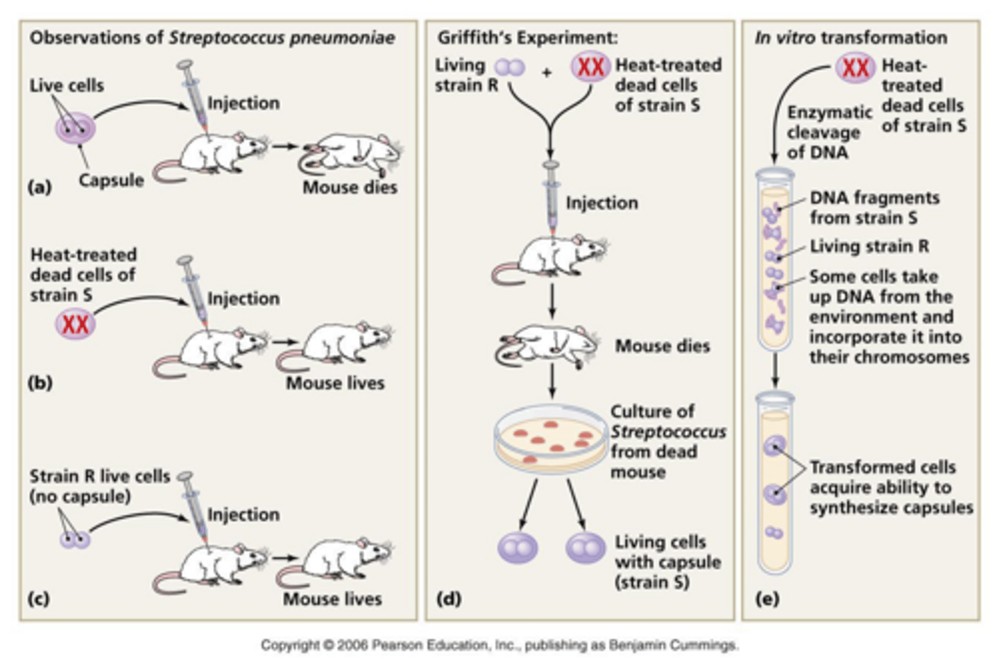 <p>They demonstrated the process of transformation in bacteria using rough and smooth strains.</p>