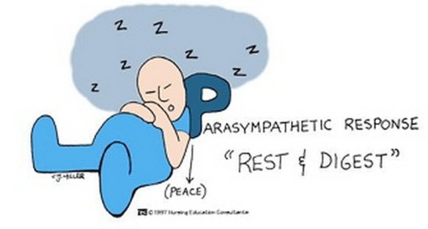 <p>This branch of the ANS is often termed the "rest and digest" nervous system since it is used during periods of rest or non-emergency periods.</p><p>It works to slow the body processes down or is the primary influence during processes such as salivation, lacrimation, urination, defecation, and digestion.</p>