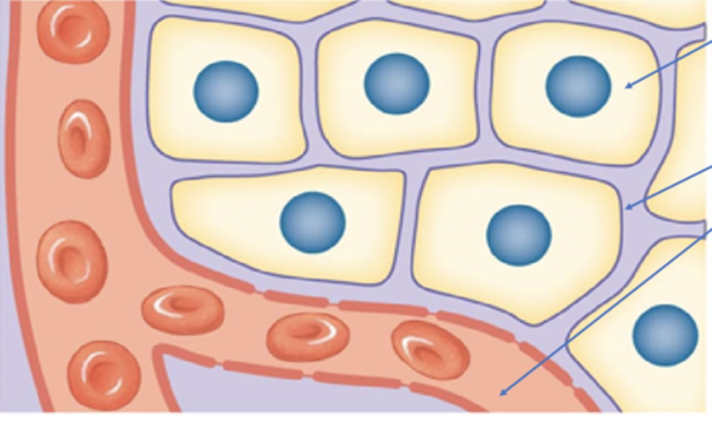 <p>What does the Interstitial fluid lie between? What percentage of the IF is apart of the ECF? </p>