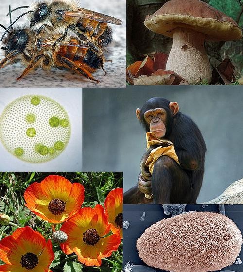 <p>Organizmy wielokomórkowe</p>