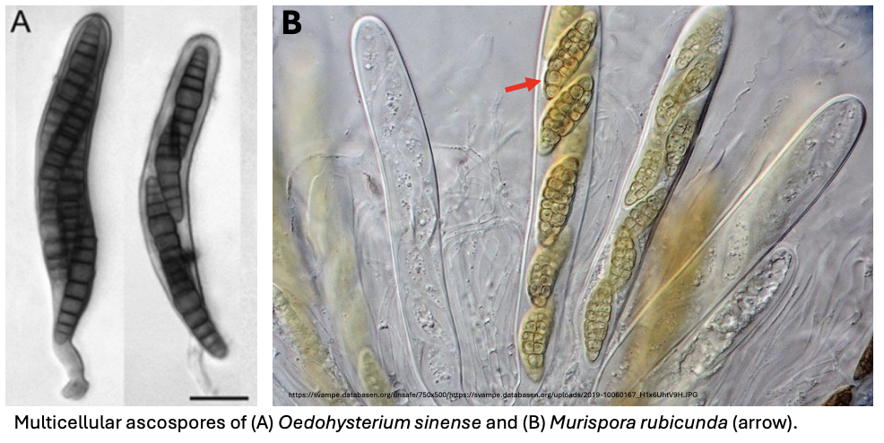 <p><strong>Sexually-derived multicellular ascospores</strong></p>