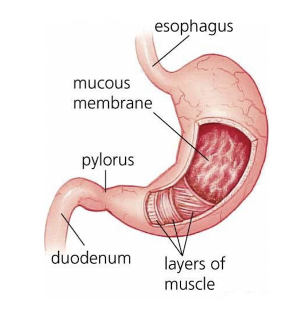 <p>Stomach Pains: Peptic Ulcer Disease</p><ul><li><p>What does Peptic Ulcer Disease involve?</p></li></ul><p></p><p></p>