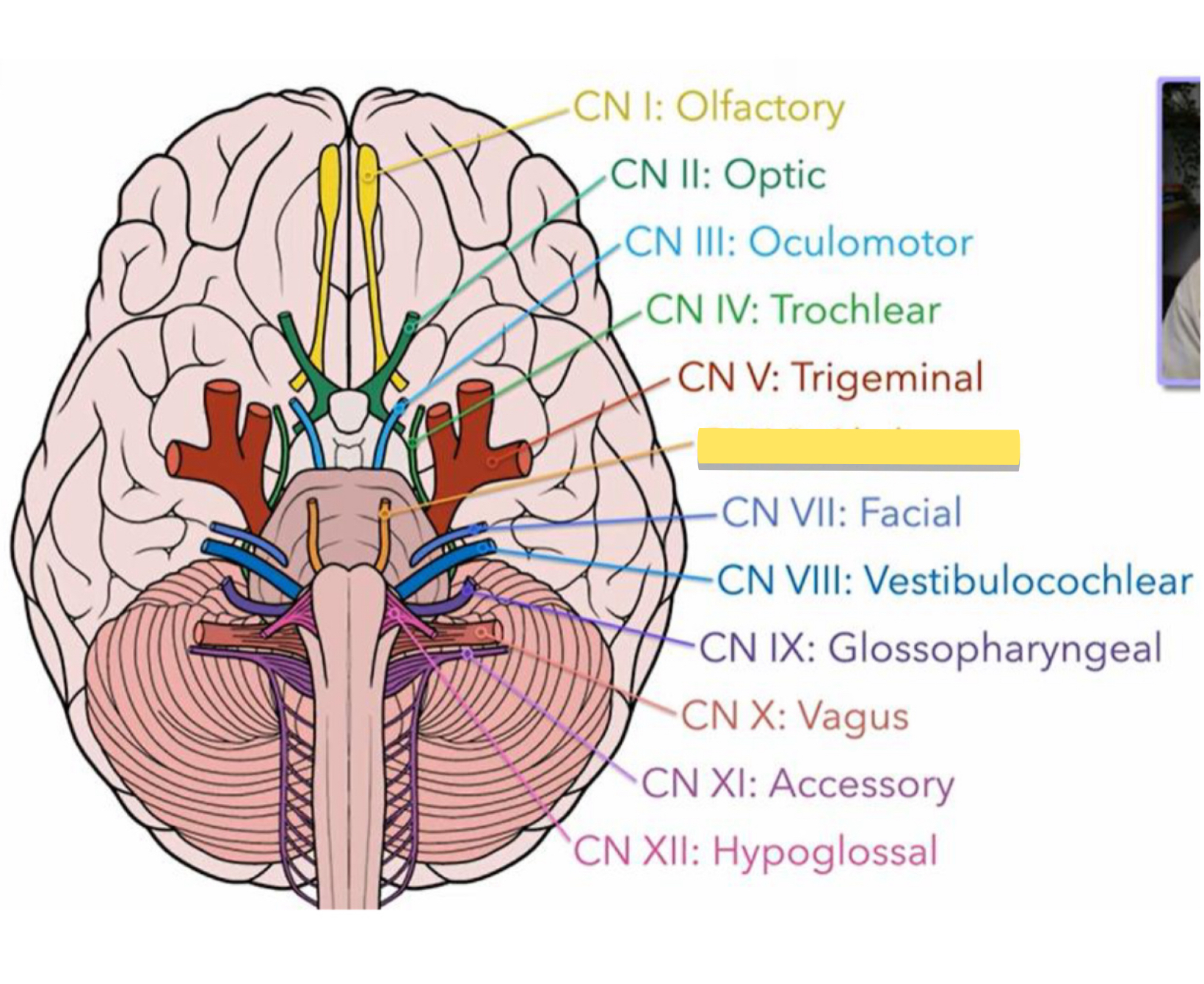 <p>Name this cranial nerve&nbsp;</p>