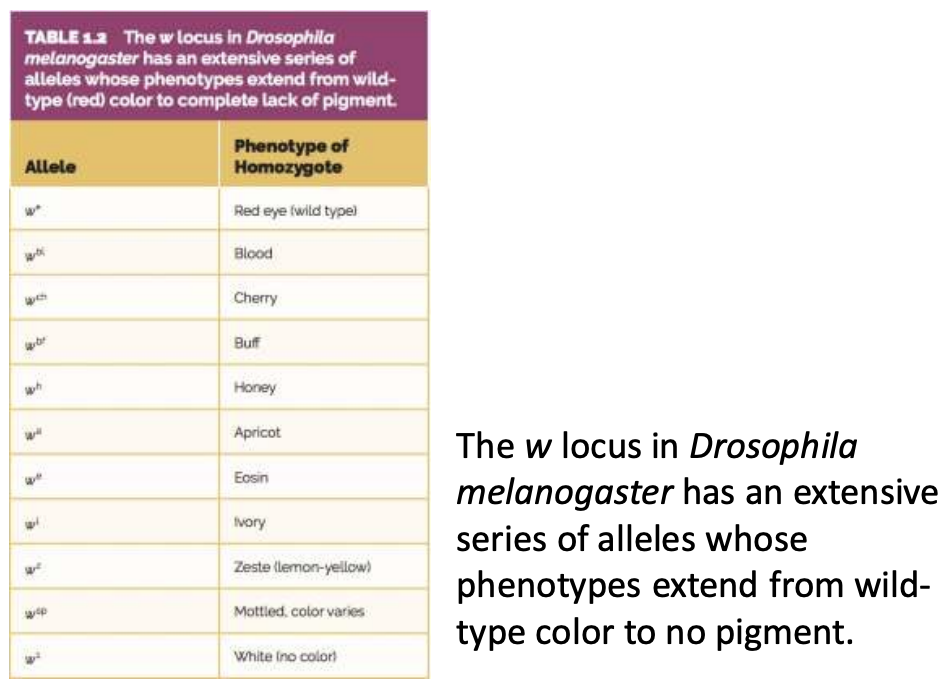 <p>the possibility of heterozygotes that represent any pairwise combination of alleles</p><ul><li><p>in <span style="font-family: Söhne, ui-sans-serif, system-ui, -apple-system, Segoe UI, Roboto, Ubuntu, Cantarell, Noto Sans, sans-serif, Helvetica Neue, Arial, Apple Color Emoji, Segoe UI Emoji, Segoe UI Symbol, Noto Color Emoji; color: rgb(55, 65, 81)">other words, the genetic diversity in a population allows for various combinations of alleles to exist in individuals</span></p></li><li><p><span style="font-family: Söhne, ui-sans-serif, system-ui, -apple-system, Segoe UI, Roboto, Ubuntu, Cantarell, Noto Sans, sans-serif, Helvetica Neue, Arial, Apple Color Emoji, Segoe UI Emoji, Segoe UI Symbol, Noto Color Emoji; color: rgb(55, 65, 81)">i.e. in drosophila, </span>many recessive mutations that read to diff eye colours all the  way to no colour</p></li></ul>