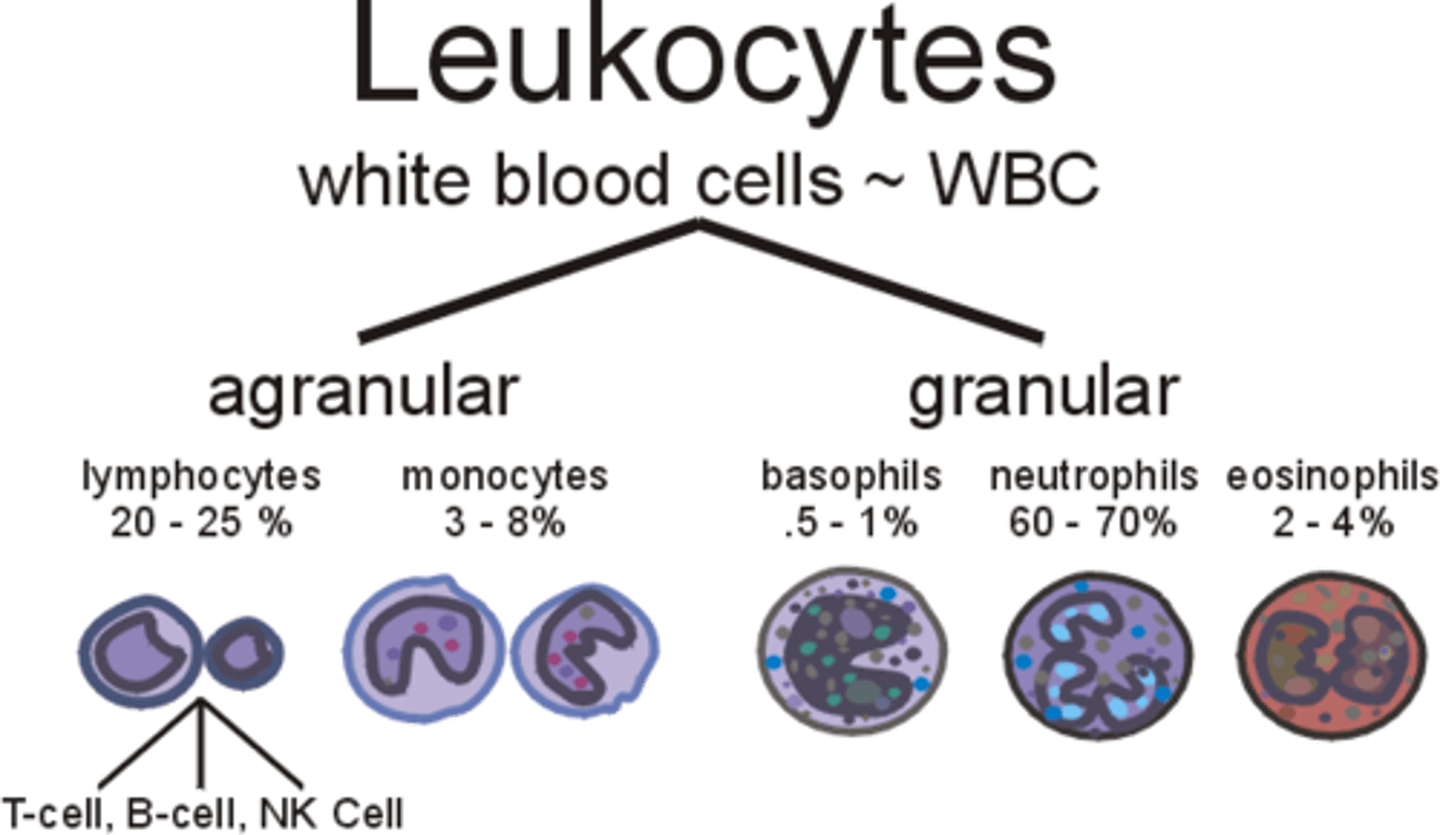 <p>A group of leukocytes without granules in their nuclei; lymphocytes, monocytes.</p>