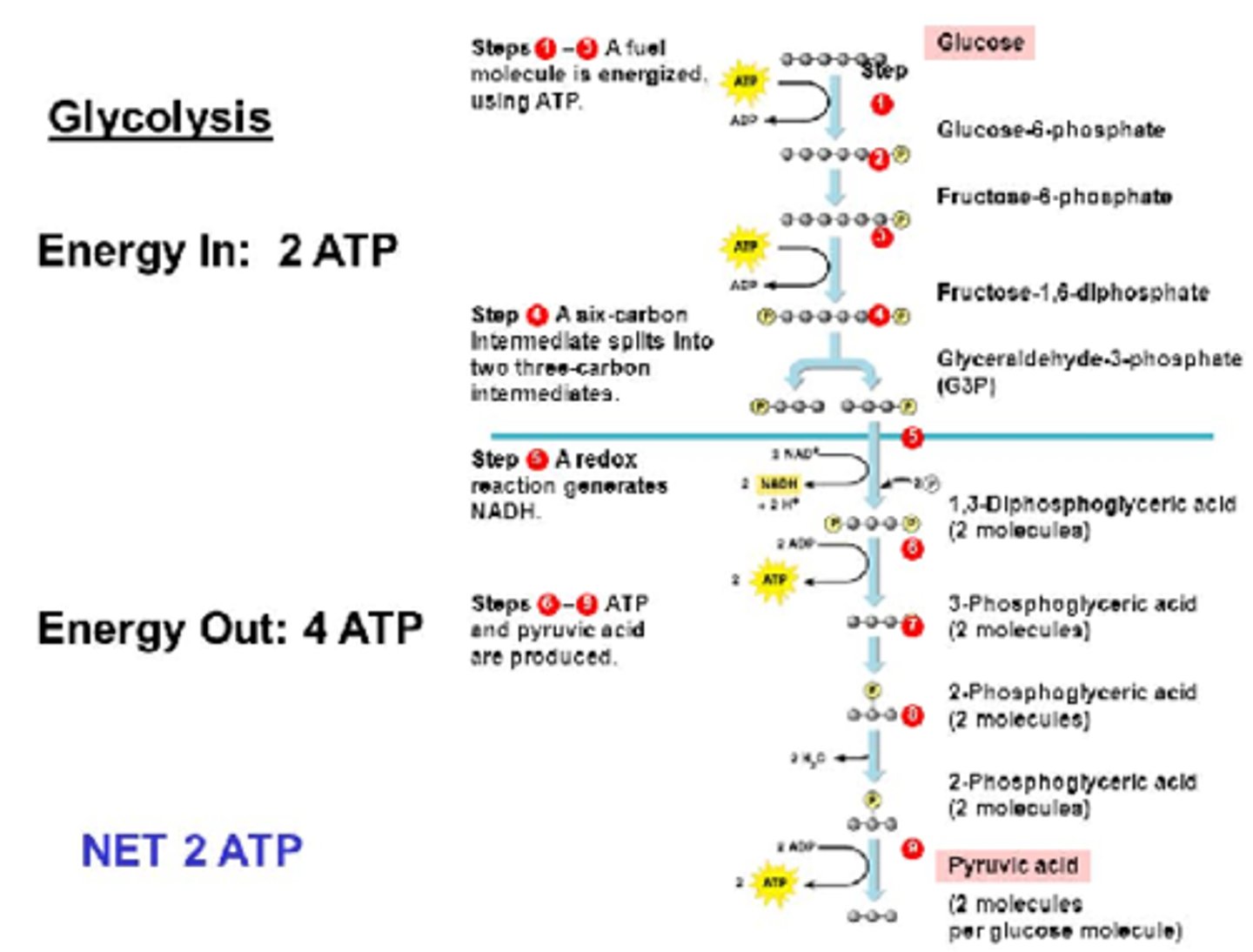 <p>(C) 2, 4; 2</p><p>Glycolysis requires 2 ATP and produces 4 ATP; thus, this process yields a net total of 2 ATP.</p><p>Struggling to memorize the metabolic pathways (such as glycolysis and beta-oxidation)? Learn them like the back of your hand using Andrew's Metabolic Pathways Mastery Course @ https://mcatselfprep.com/course/andrews-metabolic-pathways-mastery-course/</p>