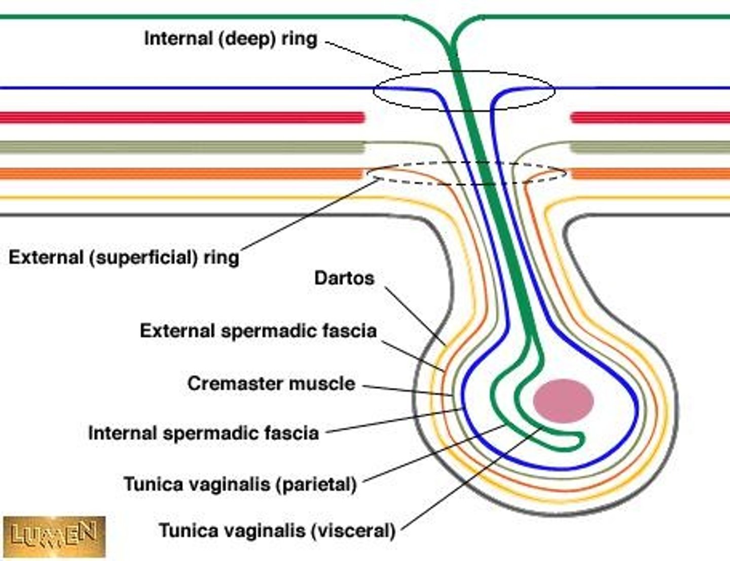 <p>Outer layer covering the testes.</p>