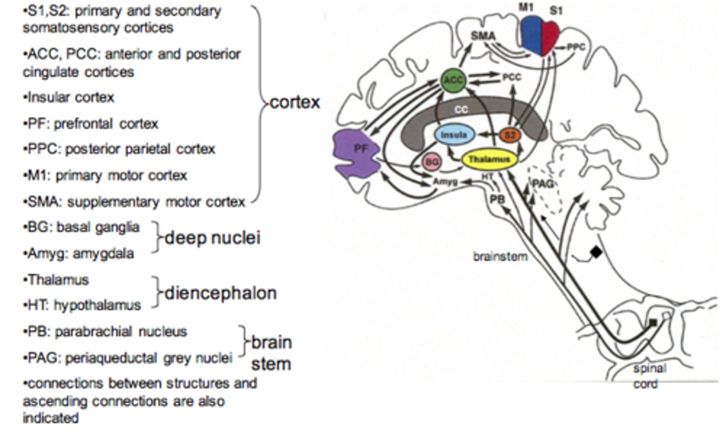 <p>a number of different regions in the brain involved in pain perception<br>- hypothalamus, thalamus, limbic system, S1, S2</p>