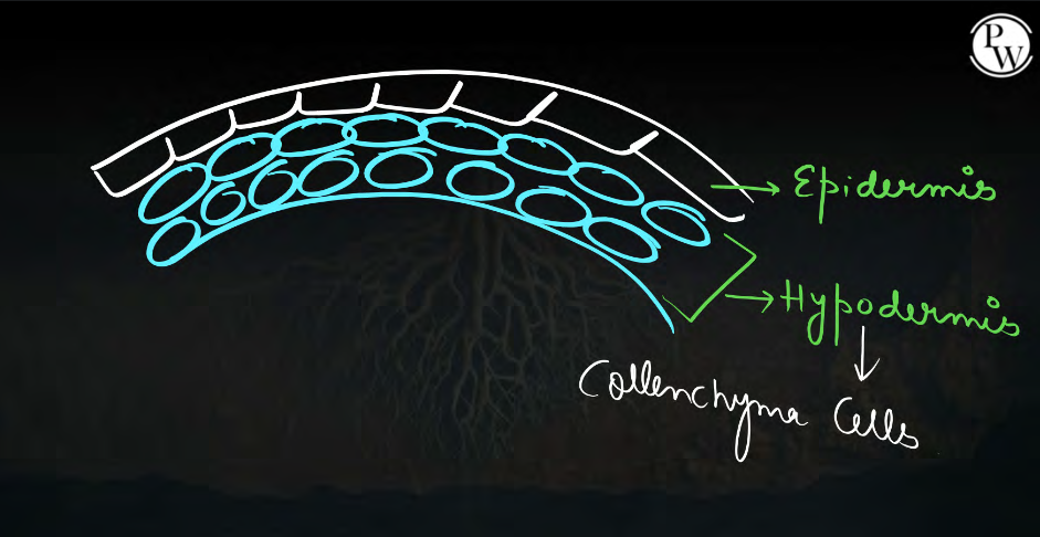 It is present below the epidermis of the leaf, herbaceous stem and leaf stalk in the form of the hypodermis.