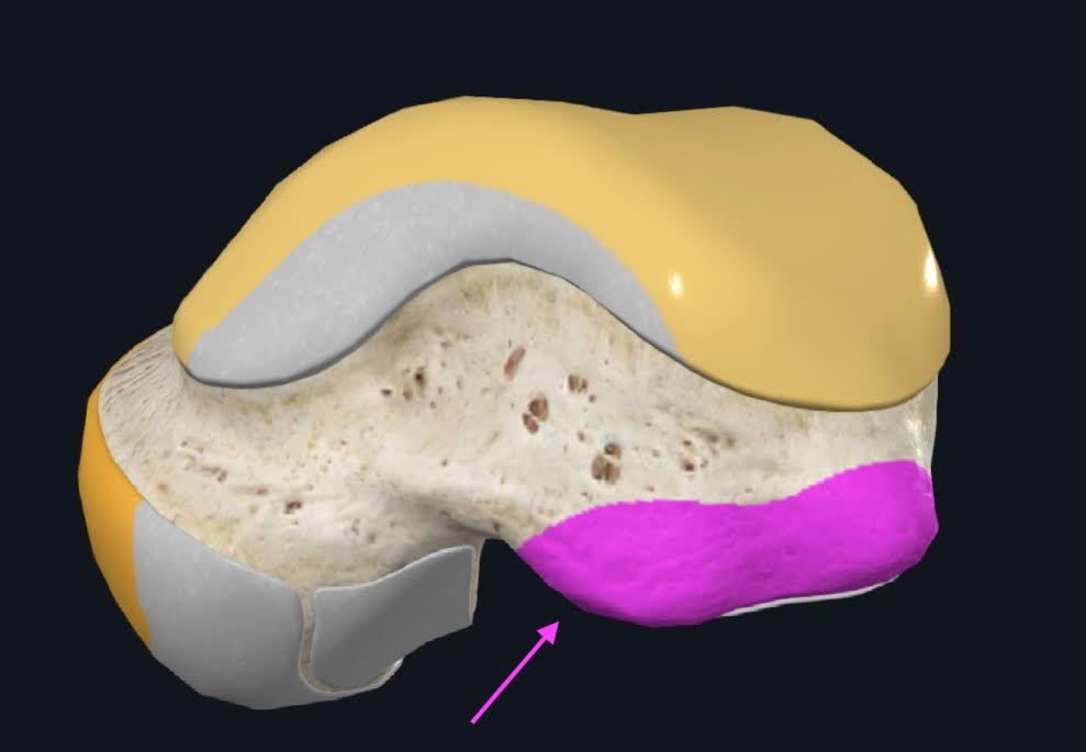 <p>Se encuentra el tendón del músculo flexor largo del dedo gordo, en dirección medial y lateral se encuentra los tuberculos medial y lateral</p>