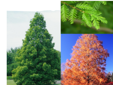 <p>-big boy -feathery, fern like foliage that is soft -deeply fissured bark -conical -cones point up -&apos;armpits&apos; flat -no knees</p>