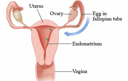 <p>Stimulated by FSH (follicle stimulating hormone); the follicle bursts and releases the egg into the fallopian tube </p>