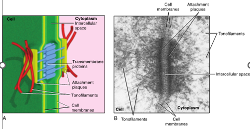 <ul><li><p>intercellular junction between cells</p></li><li><p>cell to cell adhesion, such as tissue to tissue</p></li><li><p>seen during repair after an injury to skin or oral mucosa</p></li><li><p>disc shaped “spot weld”</p></li><li><p>connects adjacent cells</p></li></ul><p></p>