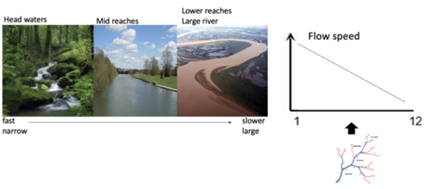 <p>head waters are fast and narrow</p><p>lower reaches are slow and large</p><p>1 multiple choice option</p>