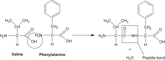 <p>Tips for Hydrolase identification (sepration of primary acid structure  into residues)</p>