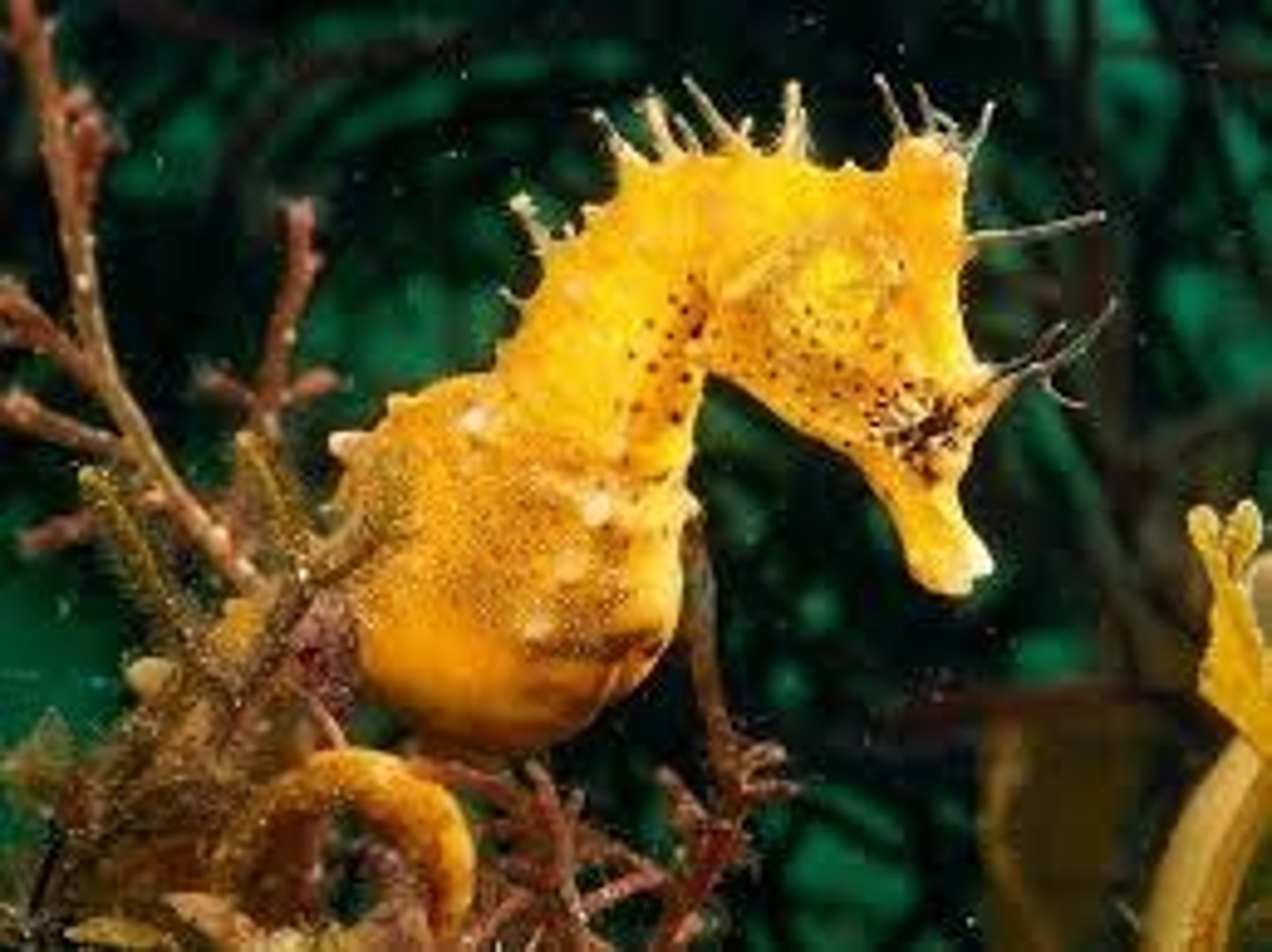 <p>? (seahorse)</p>