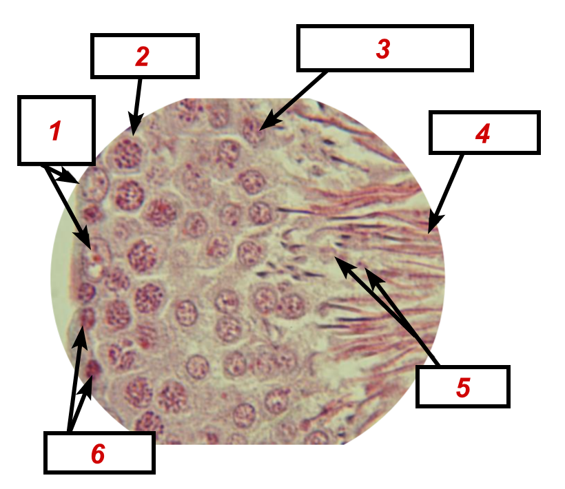 <p>Identifique as <strong>ESTRUTURAS</strong> indicadas na lâmina.</p>