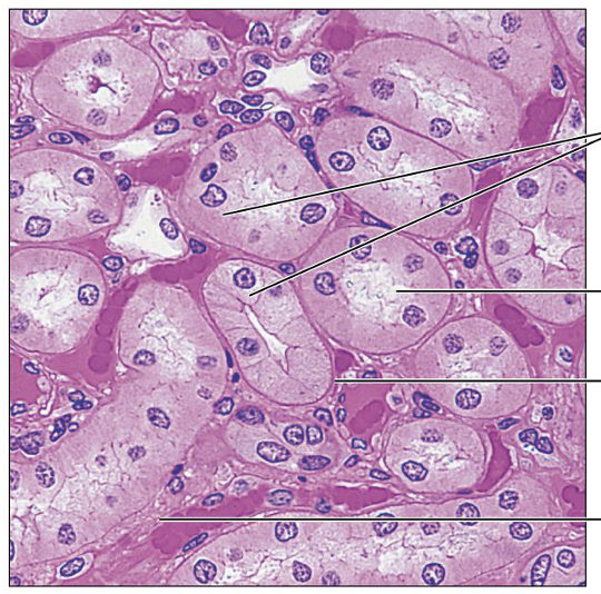 <p>What is this tissue, and where is it found?</p>