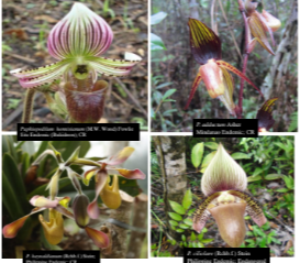 <ul><li><p><span style="color: yellow">easily distinguished</span><span> from other plants, as they share some very evident derived characteristics or synapomorphies.</span></p></li><li><p><span>Among these are: </span><span style="color: yellow">bilateral symmetry</span><span> of the flower </span><span style="color: blue">(zygomorphism), </span></p></li><li><p><span>nearly always highly </span><span style="color: yellow">modified petal</span><span> </span><span style="color: blue">(labellum</span><span>),  fused stamens and carpels, and extremely small seeds.</span></p></li></ul>