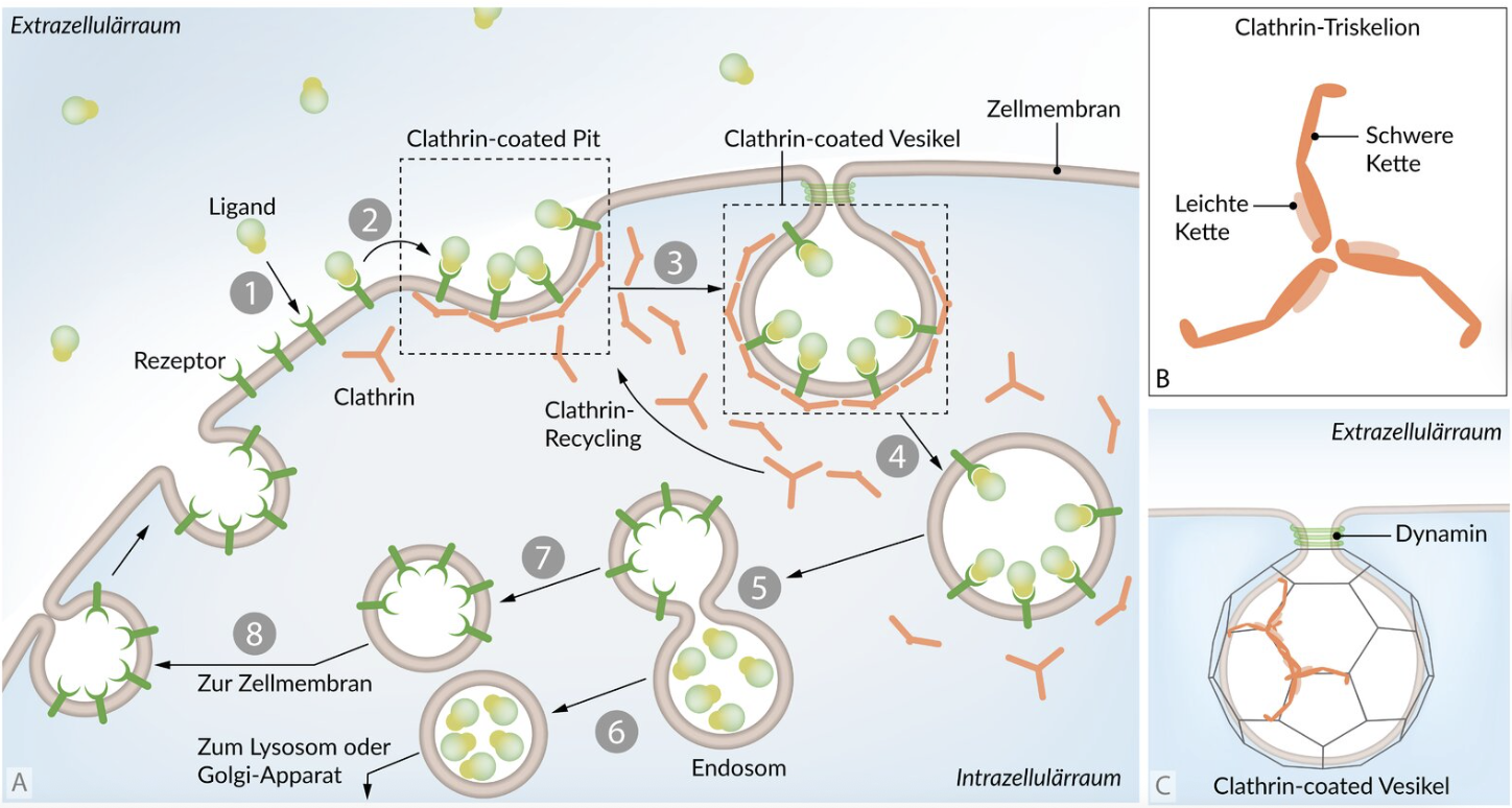 <p>A. Coated pits → coated vesicles → early endosome → LE/L</p>