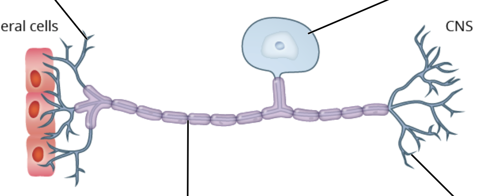 <p>label sensory neuron</p>