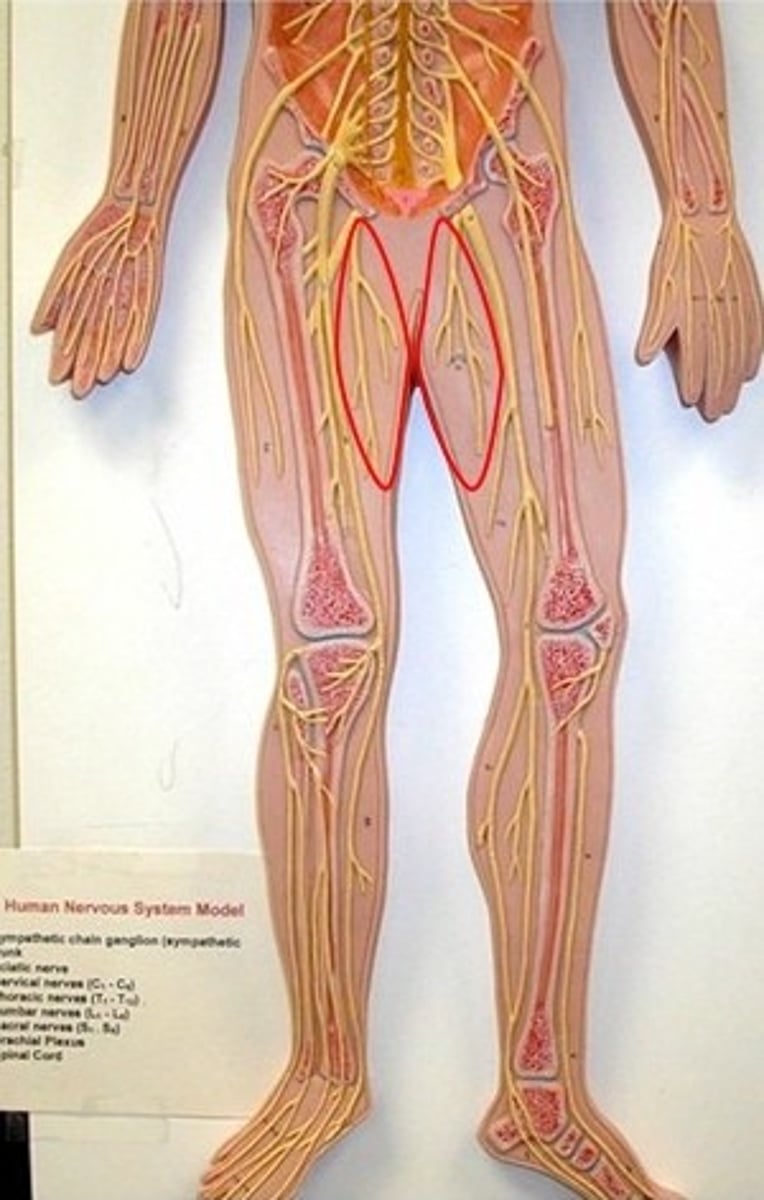 <p>passes through obturator foramen to innervate adductor muscles</p>