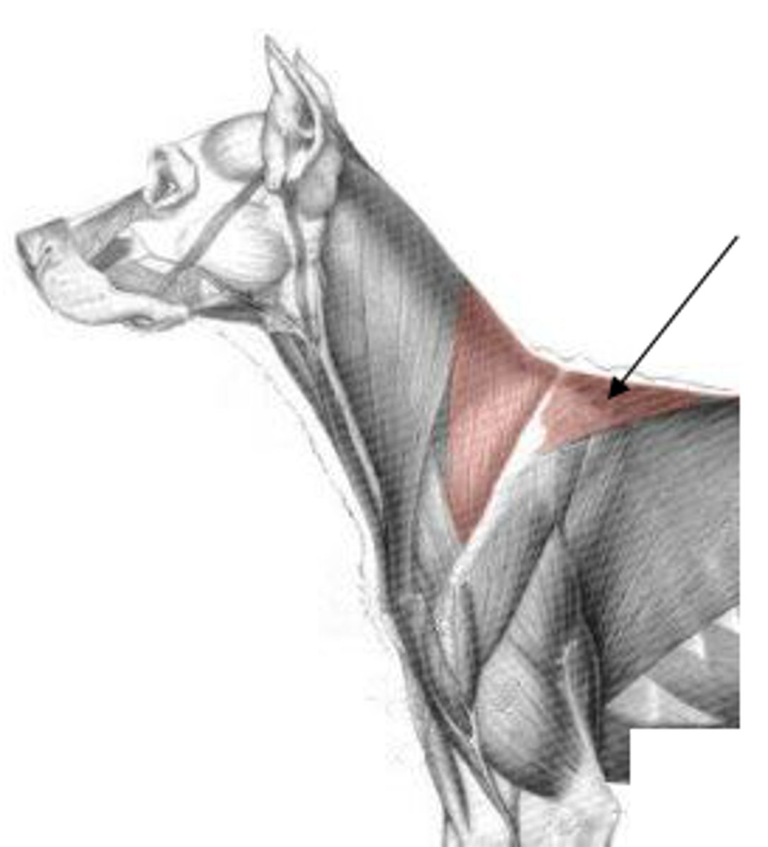 <p>O:</p><p>cervical- dorsal neck</p><p>thoracic: dorsal thorax</p><p>I: spine of scapula</p><p>A: elevate thoracic limb</p>