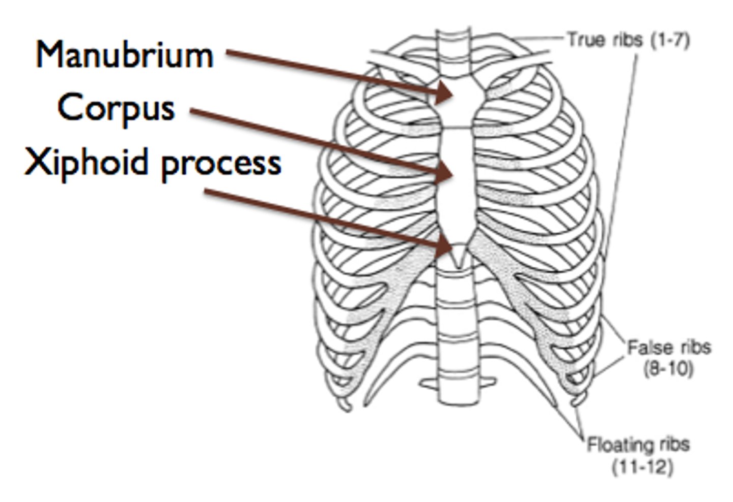 <p>- makes up the anterior portion of the thoracic cage</p><p>3 parts:</p><p>MANUBRIUM</p><p>- articulation with rib 1</p><p>BODY</p><p>- articulation with rib 2-7</p><p>THE XIPHOID PROCESS</p><p>- tip</p>