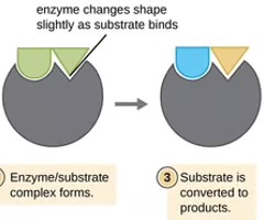 <p>A substance that helps speed up a chemical reaction and is reusable because it is not used or changed during the reaction.</p>