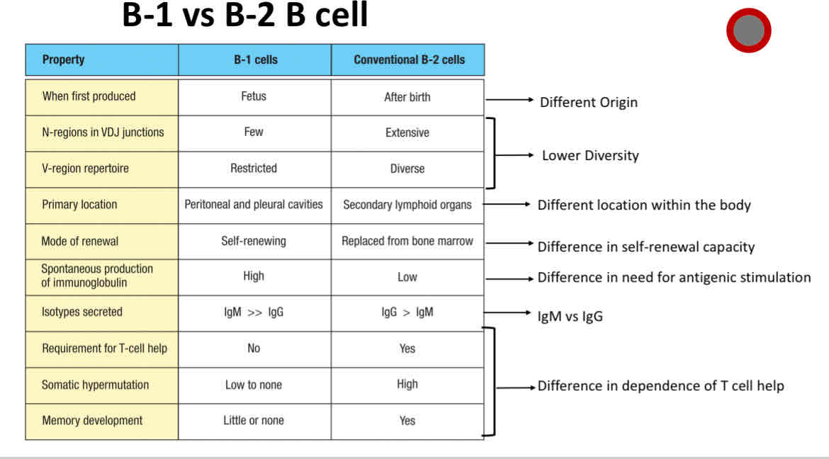 <p>Differences between B1 and B2 B cells </p>