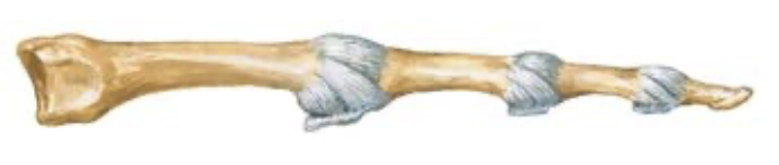 <p><span>What additional movement is possible at the metacarpophalangeal joint?</span></p>