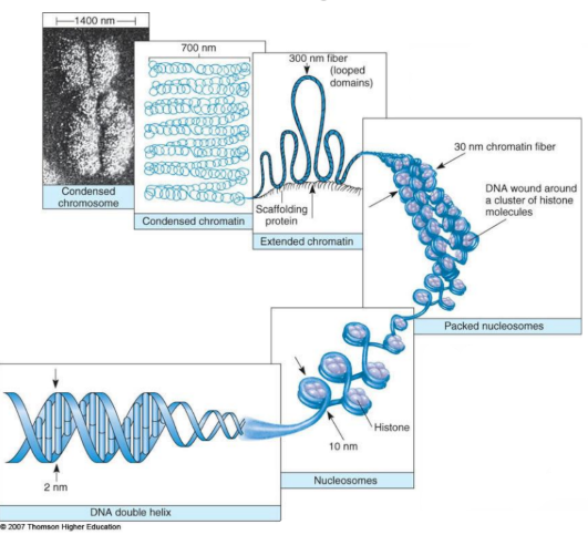 <p>DNA <span style="color: red;">2nm</span> → Nucleosomes <span style="color: red;">10nm </span>→ Chromatin fiber (Packed nucleosomes) <span style="color: red;">30nm </span>→ Extended chromatin <span style="color: red;">300nm </span>→ Condensed chromatin <span style="color: red;">700nm</span> → Condensed chromosome <span style="color: red;">1400nm</span></p>